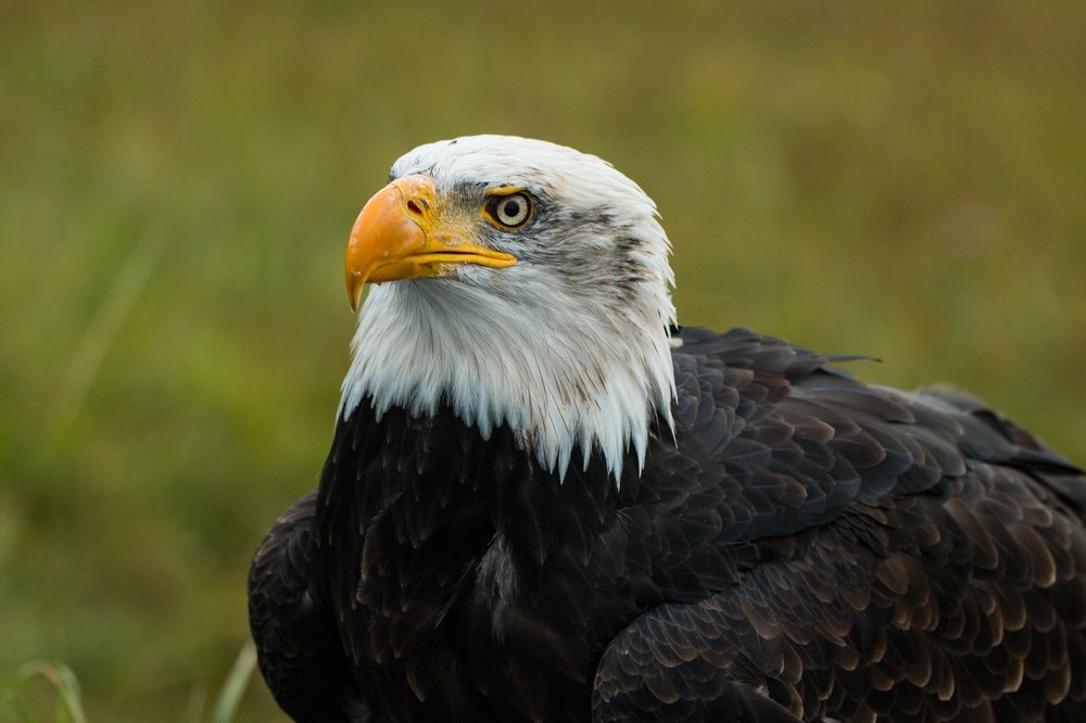 Seeadler